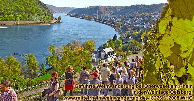 Mittelrhein-Weinwanderung bei Oberwesel am Rhein zum Sieben-Jungfrauen-Blick. Mittelrhein-Weinwandertag